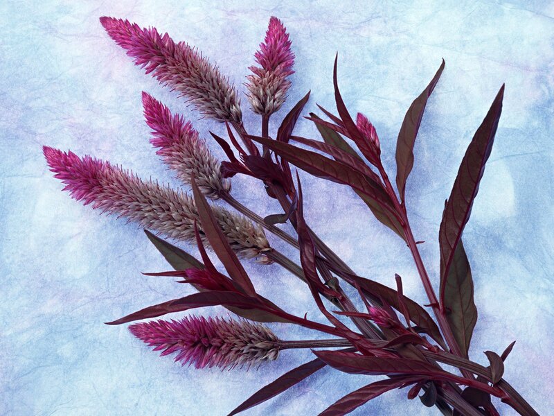 Purple flower spikes on blue background