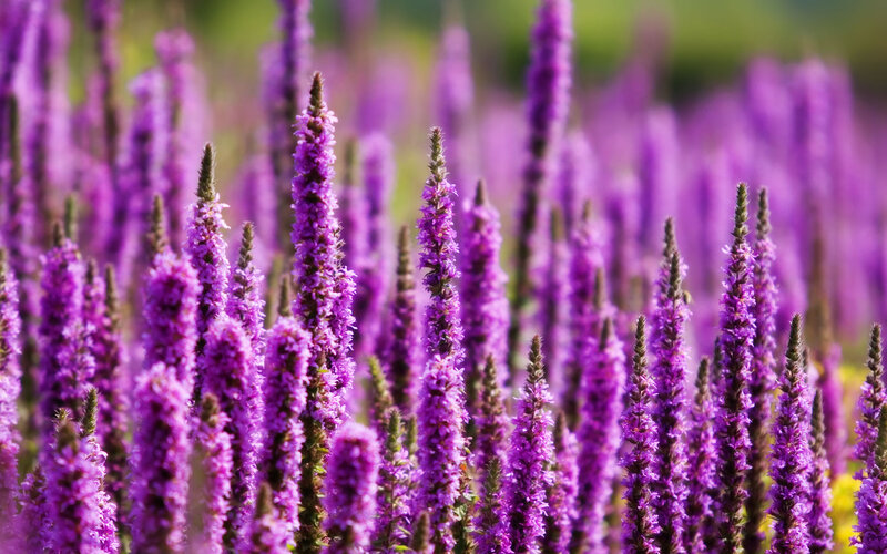 Purple Flower Spikes — Serene, Afternoon, Photograph, Field