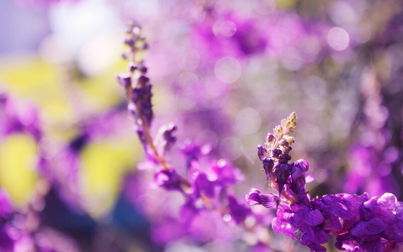 Purple Flower Spikes — Serene, Afternoon, Photograph, Flowers, Bokeh