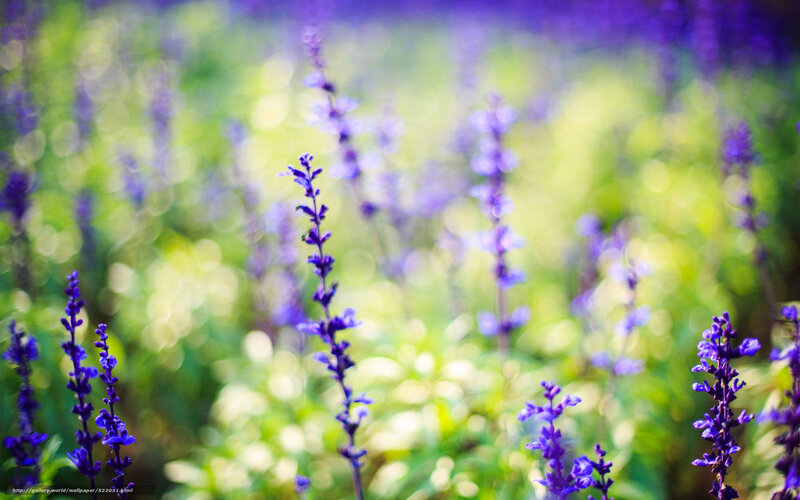 Purple Flower Spikes — Serene, Afternoon, Photograph, Green Foliage