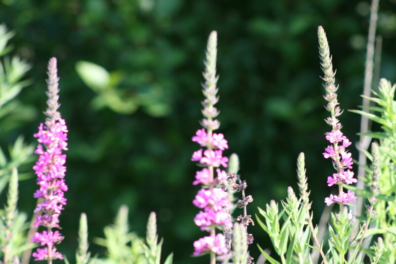 Purple Flower Spikes — Serene, Afternoon, Photograph, Green Leaves, Sunlight, Green