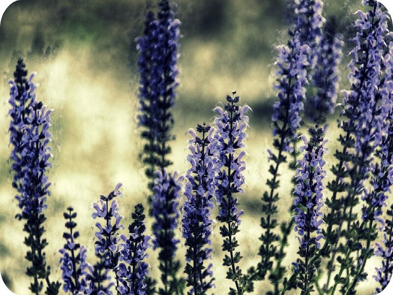 Purple Flower Spikes — Serene, Afternoon