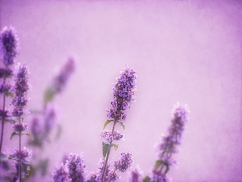 Purple Flower Spikes — Serene, Photograph
