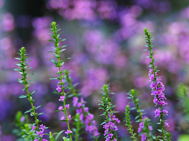 Purple Flower Spikes — Serene, Spring, Photograph, Green Stems, Leaves