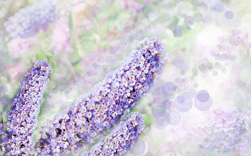 Purple Flower Spikes — Serene, Spring, Photograph