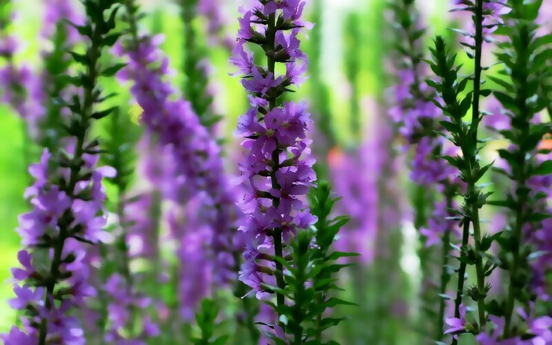 Purple Flower Spikes — Serene, Spring