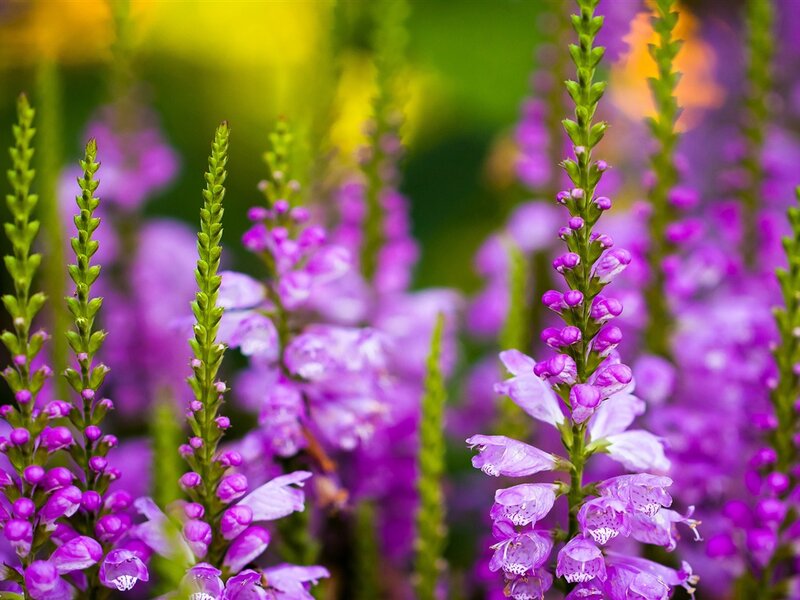 Purple Flower Spikes — Serene, Summer, Photograph, Green Stems
