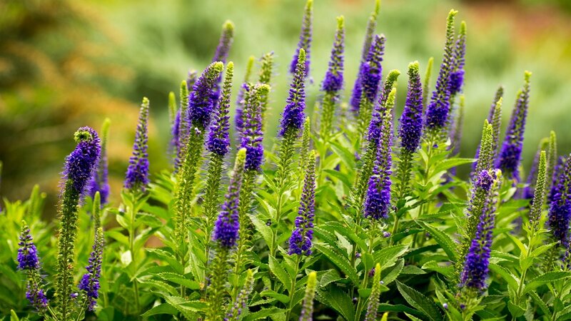 Purple Flower Spikes — Serene, Summer, Photograph