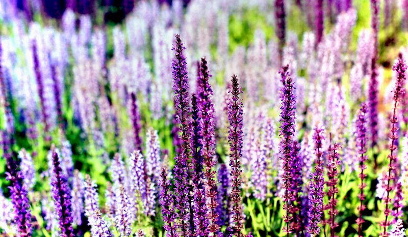 Purple Flower Spikes — Serene, Summer