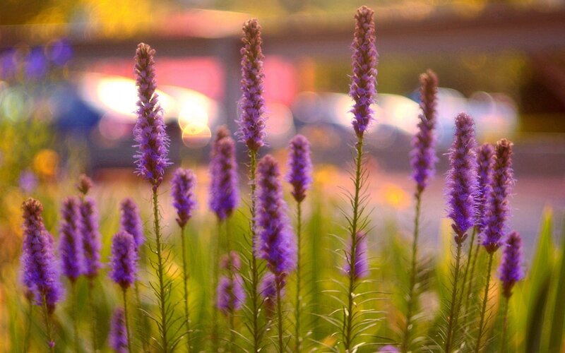 Purple Flower Spikes — Serene, Sunset, Photograph