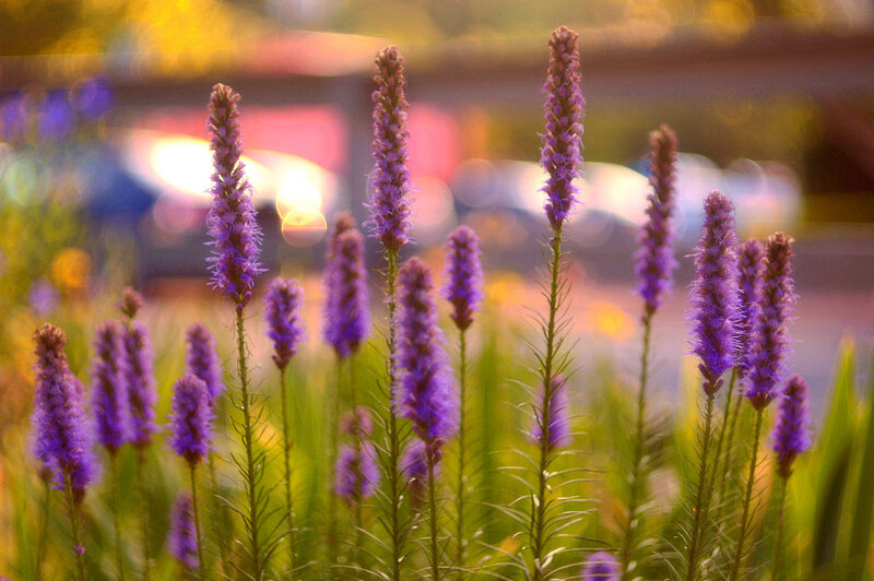 Purple Flower Spikes — Serene, Sunset