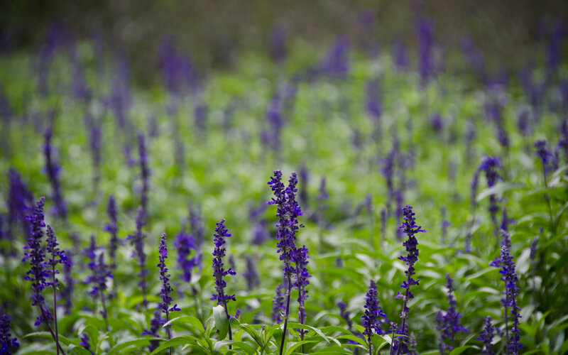 Purple Flower Spikes — Serene