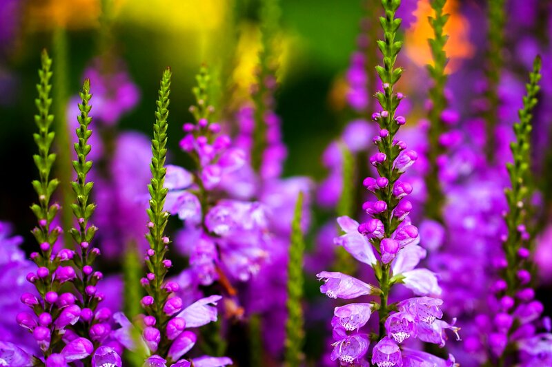 Purple Flower Spikes — Vibrant