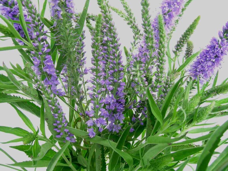 purple flower spikes with green leaves
