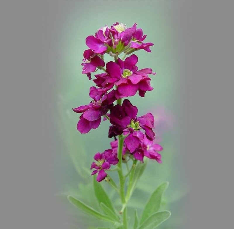 Purple Flower Stalk