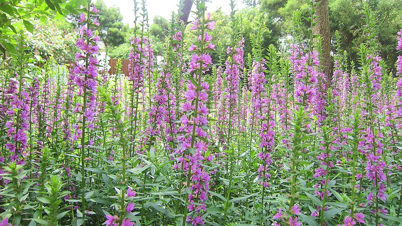 Purple Flower Stalks