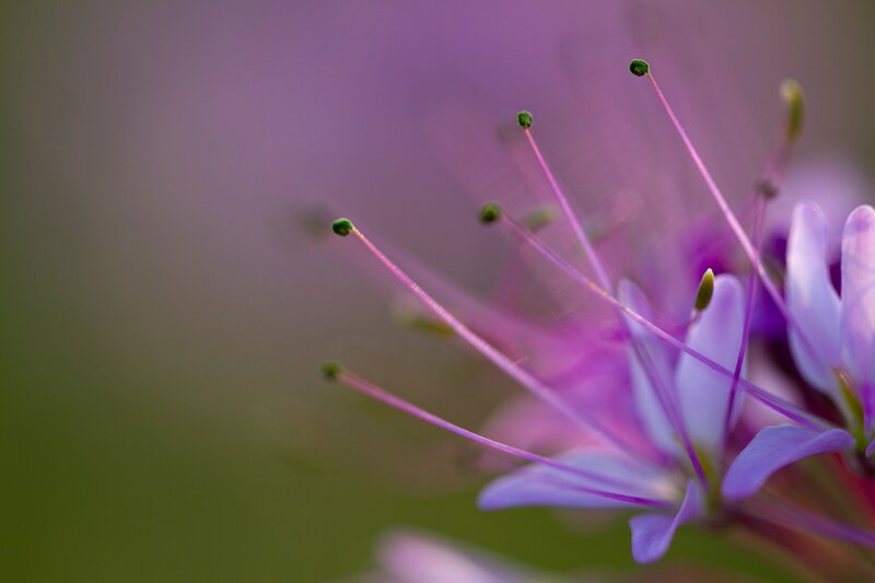 Purple flower stamen close-up