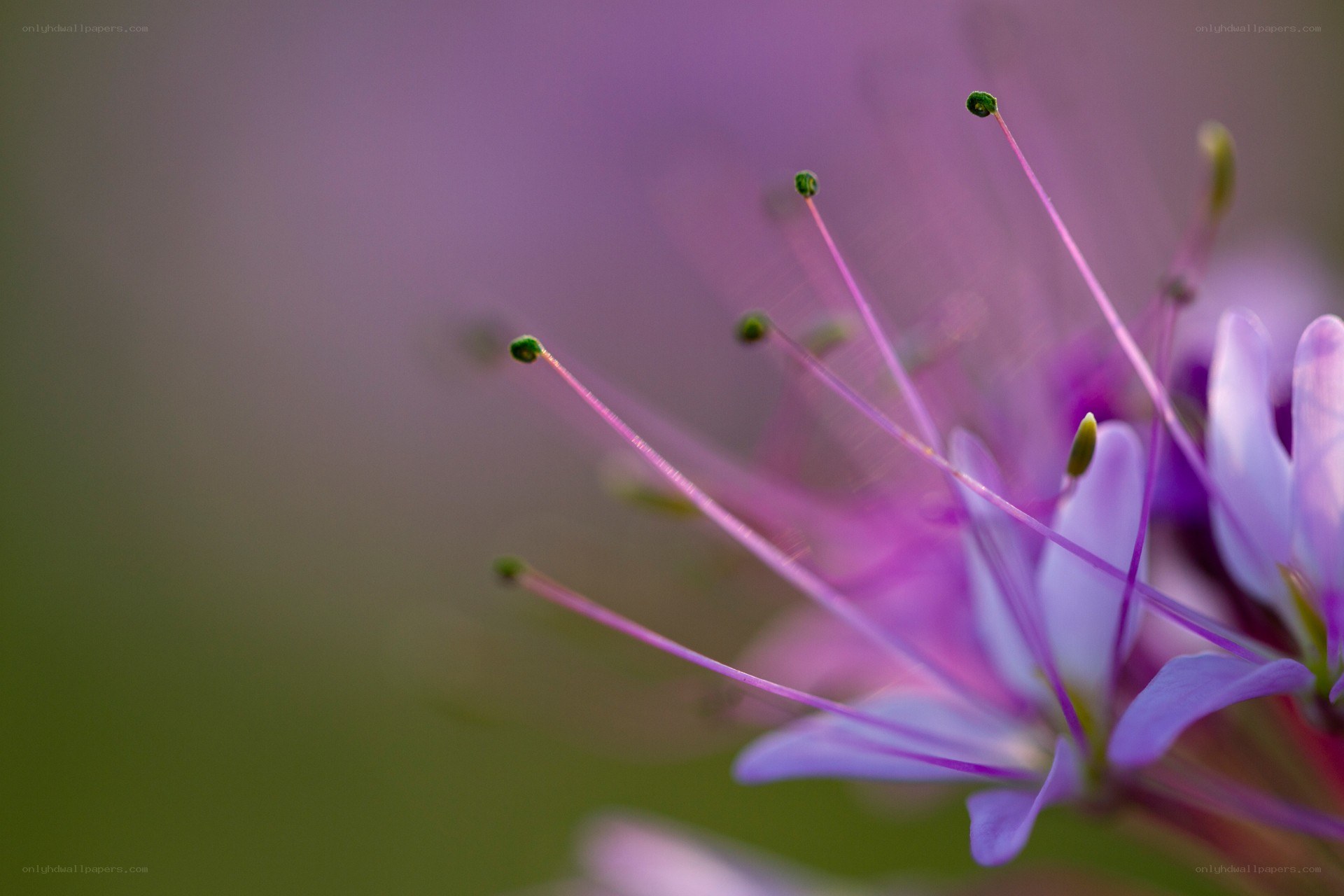 Purple flower stamen close-up