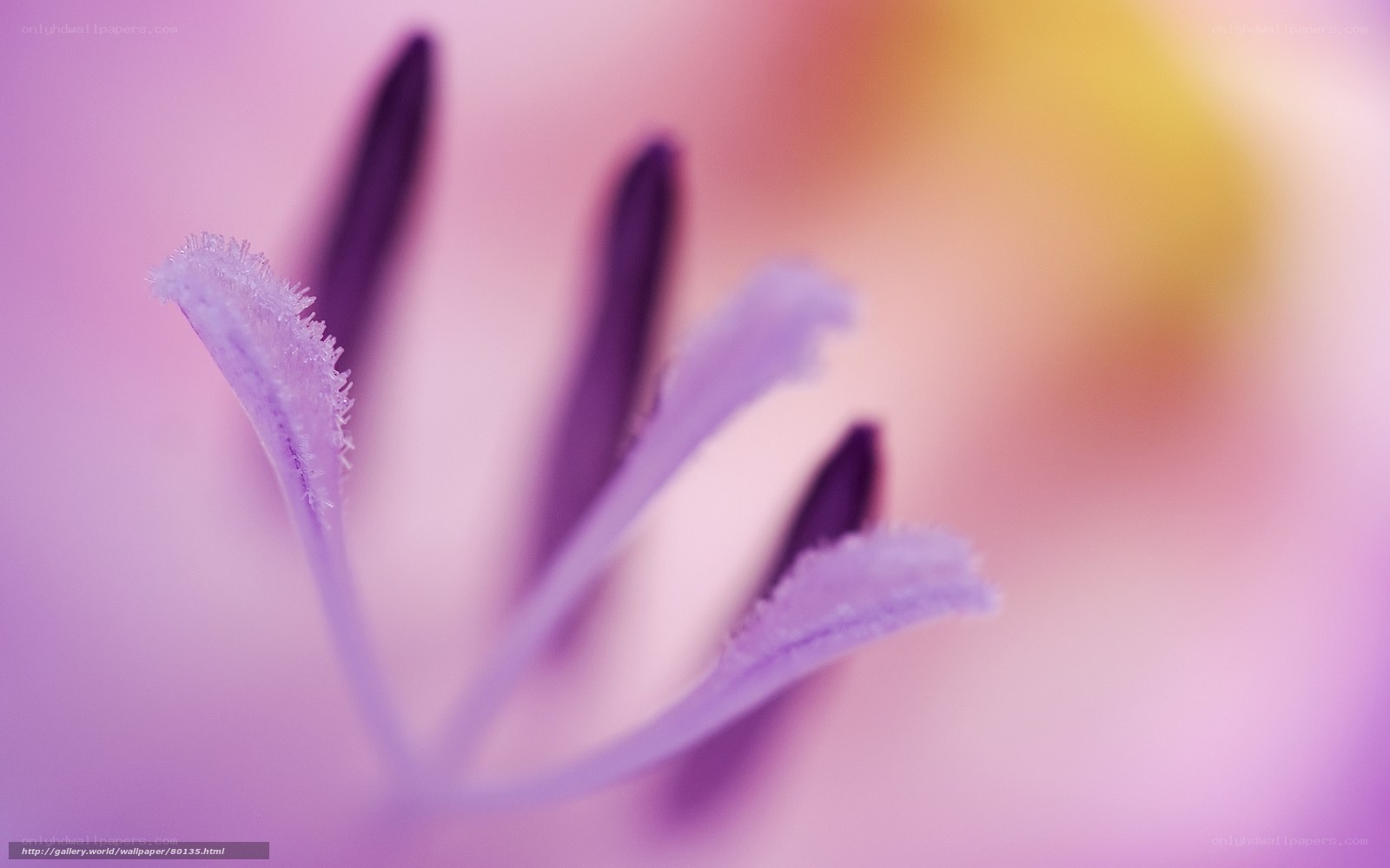 Purple flower stamen close-up