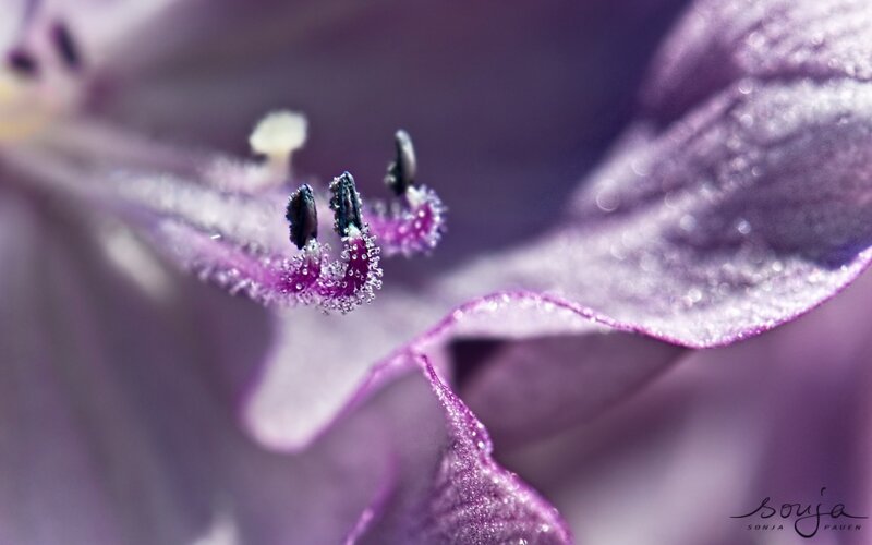 Purple Flower Stamen — Serene, Photograph, Petal, Dew
