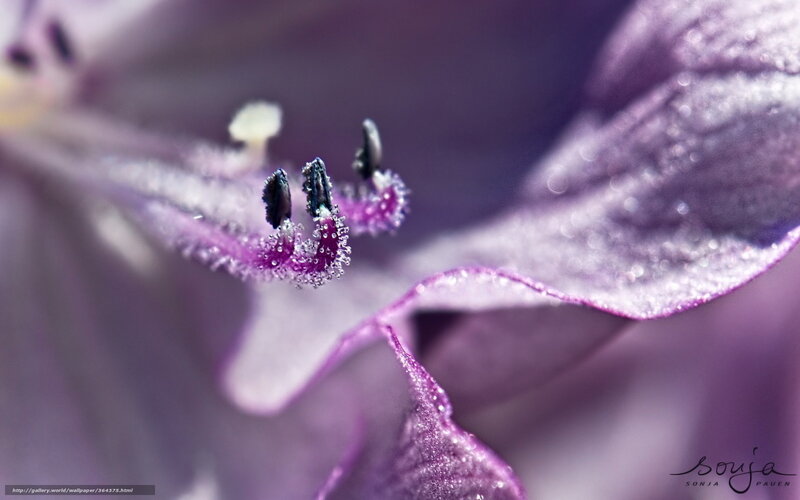 Purple Flower Stamen — Serene, Photograph