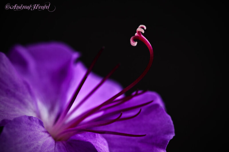 Purple Flower Stamen