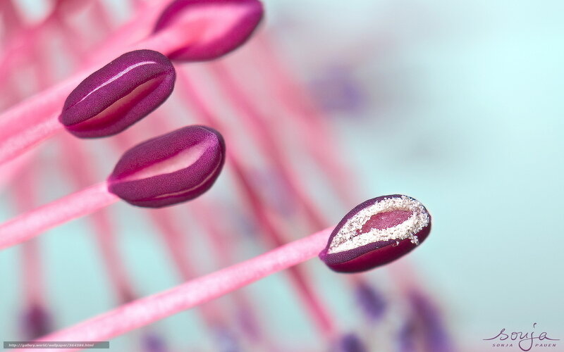 Purple flower stamens close-up