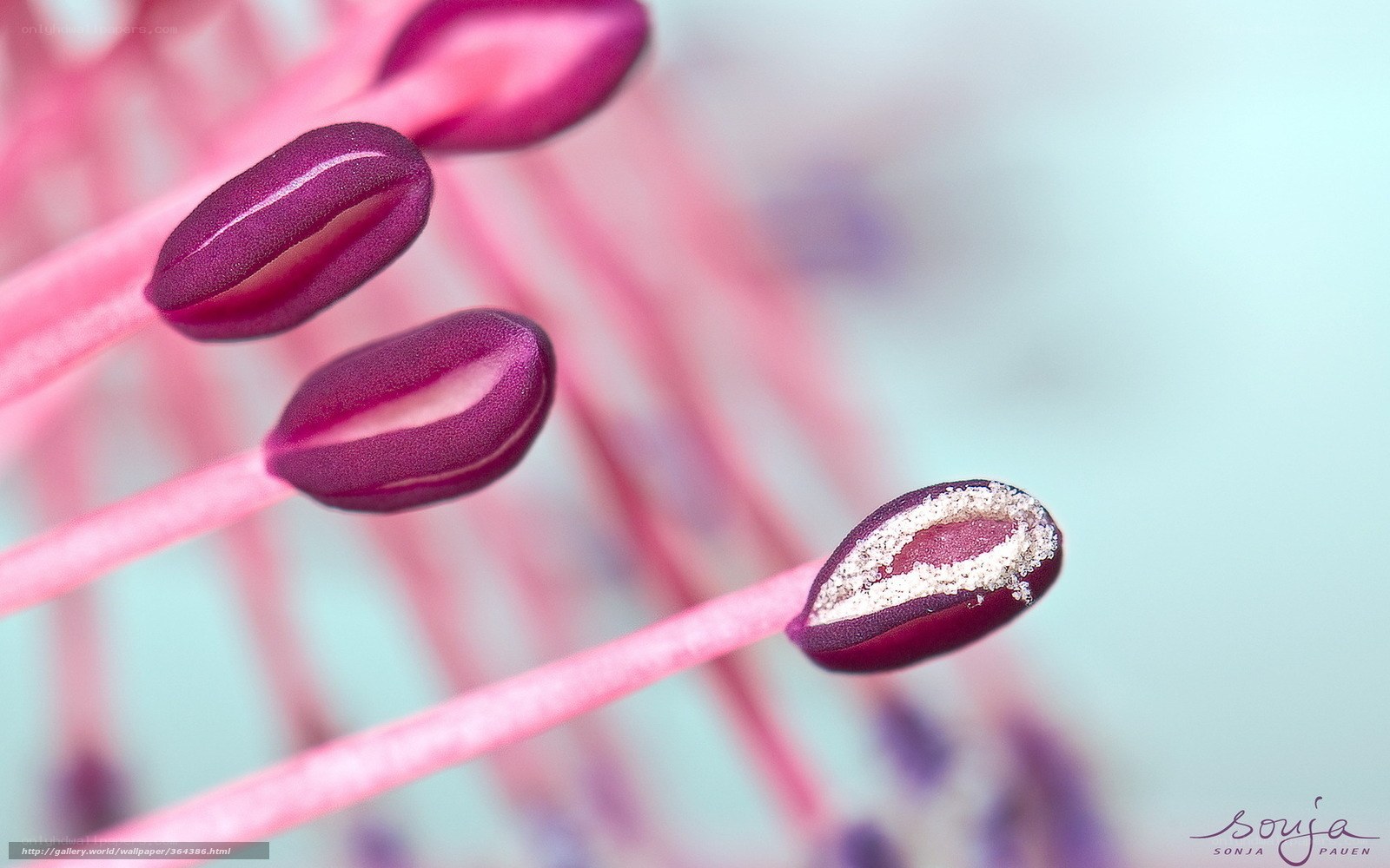 Purple flower stamens close-up