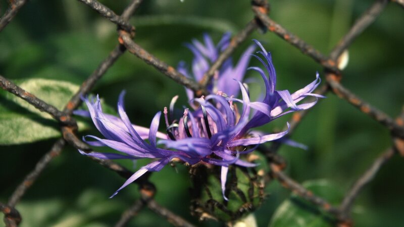 Purple Flower Through Fence