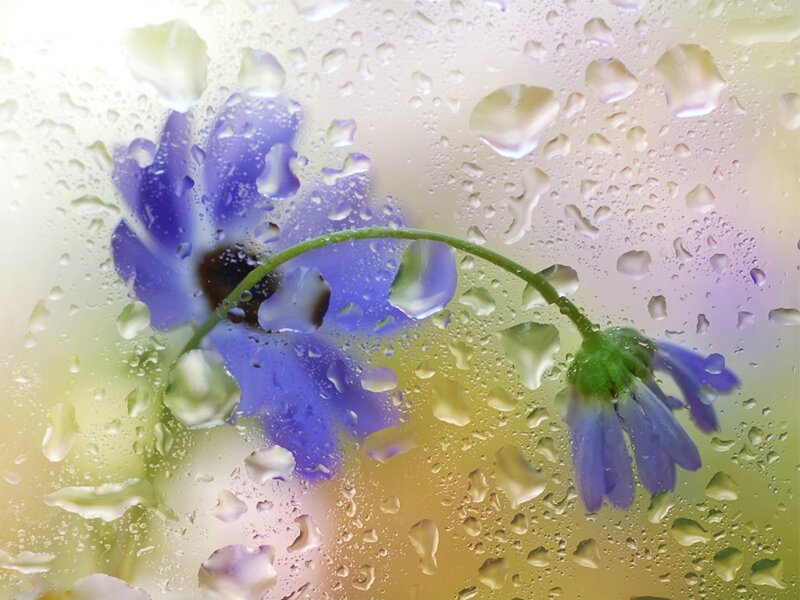 Purple Flower Through Glass