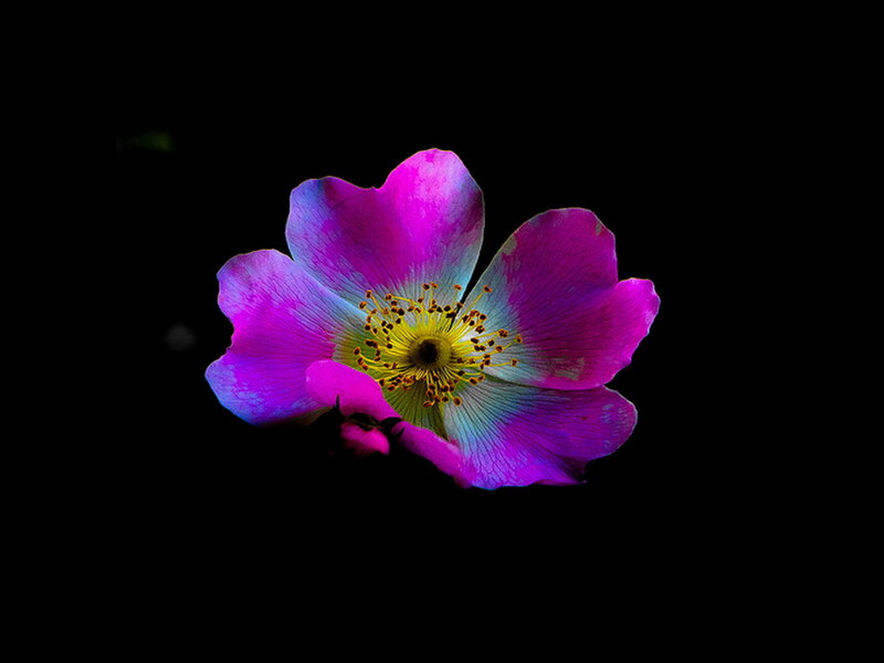 Purple Flower