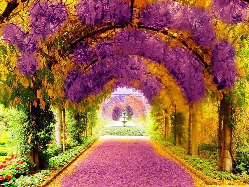 Purple Flower Tunnel