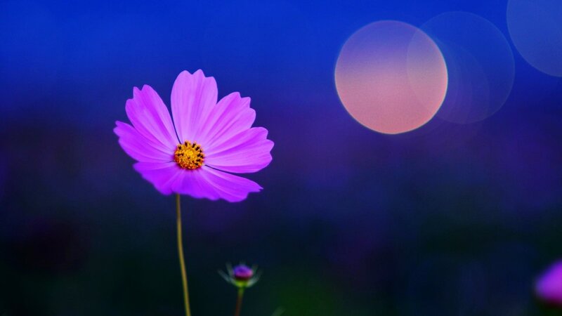 Purple flower under moonlight