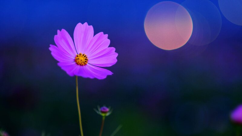 Purple flower under moonlight