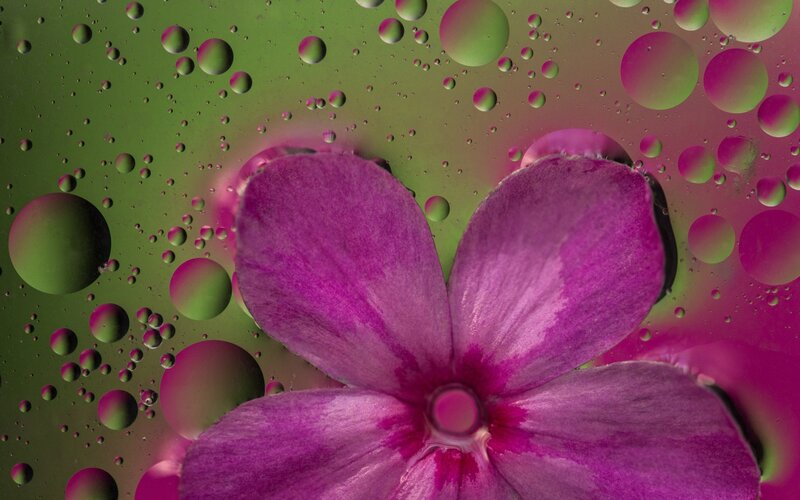 Purple Flower under Water