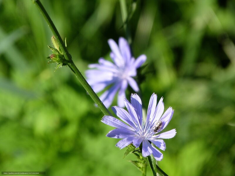 purple flower with bee