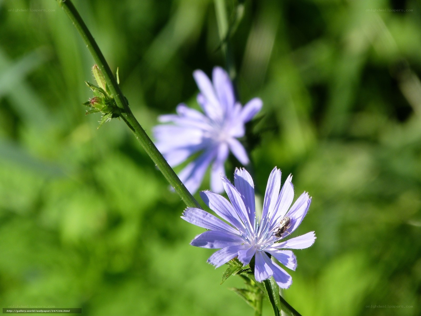purple flower with bee