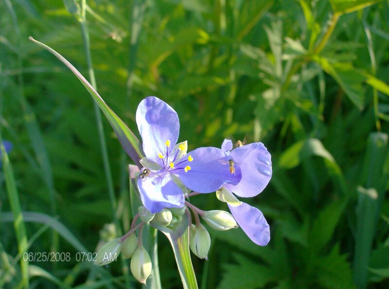 purple flower with bees