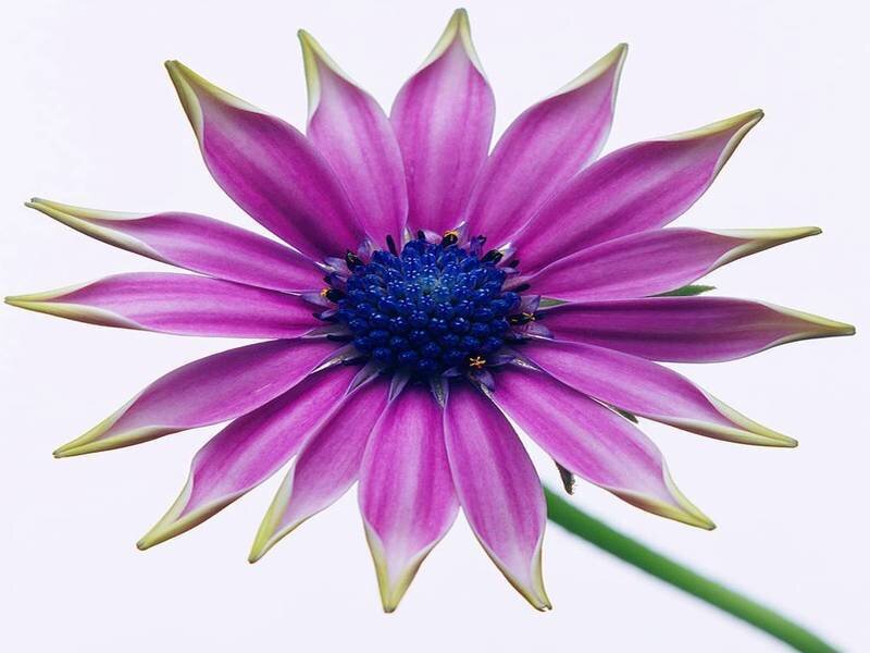 purple flower with blue center