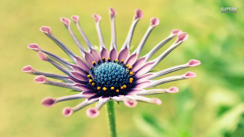Purple Flower with Blue Center — Serene