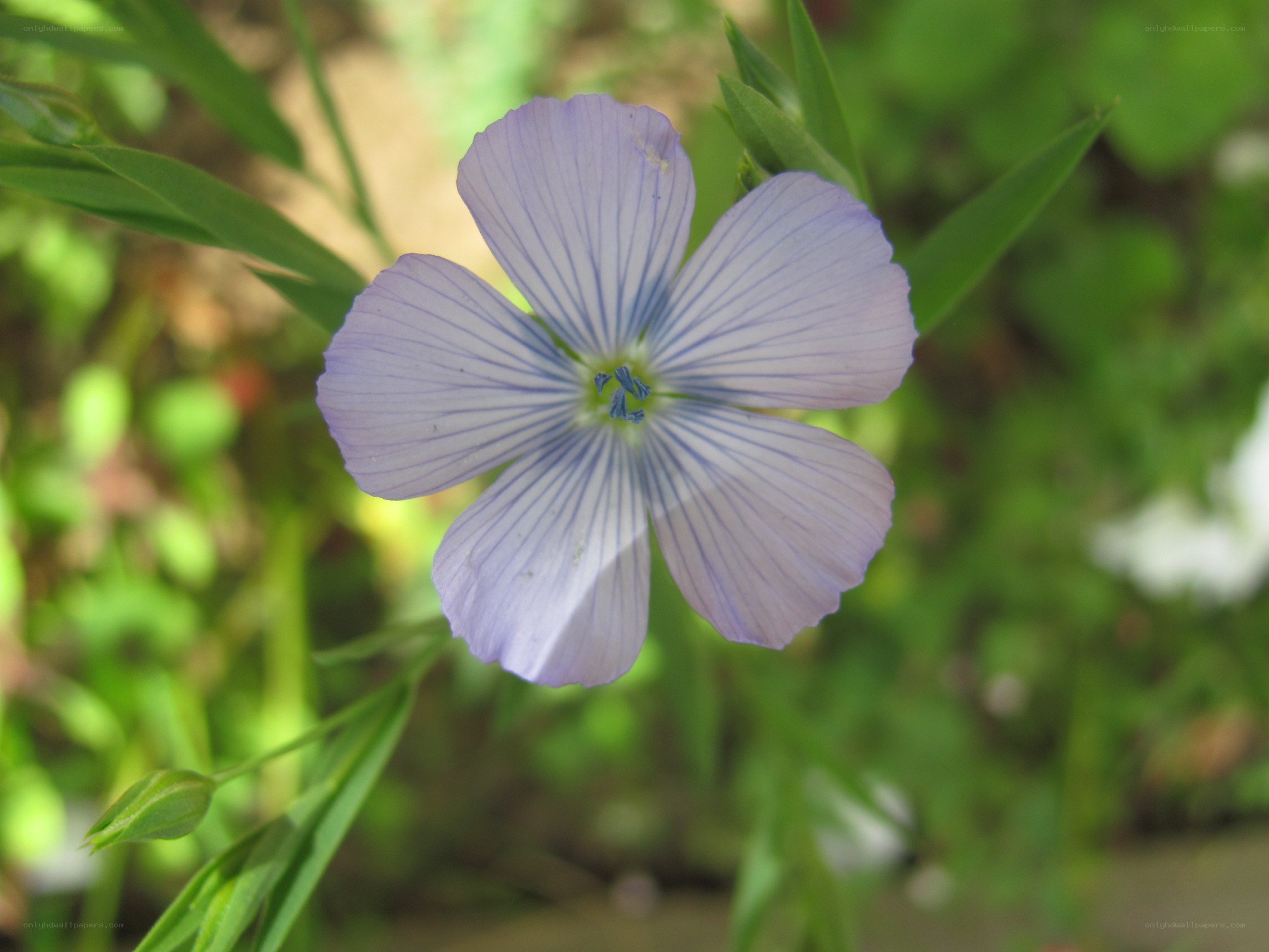 purple flower with blue stripes