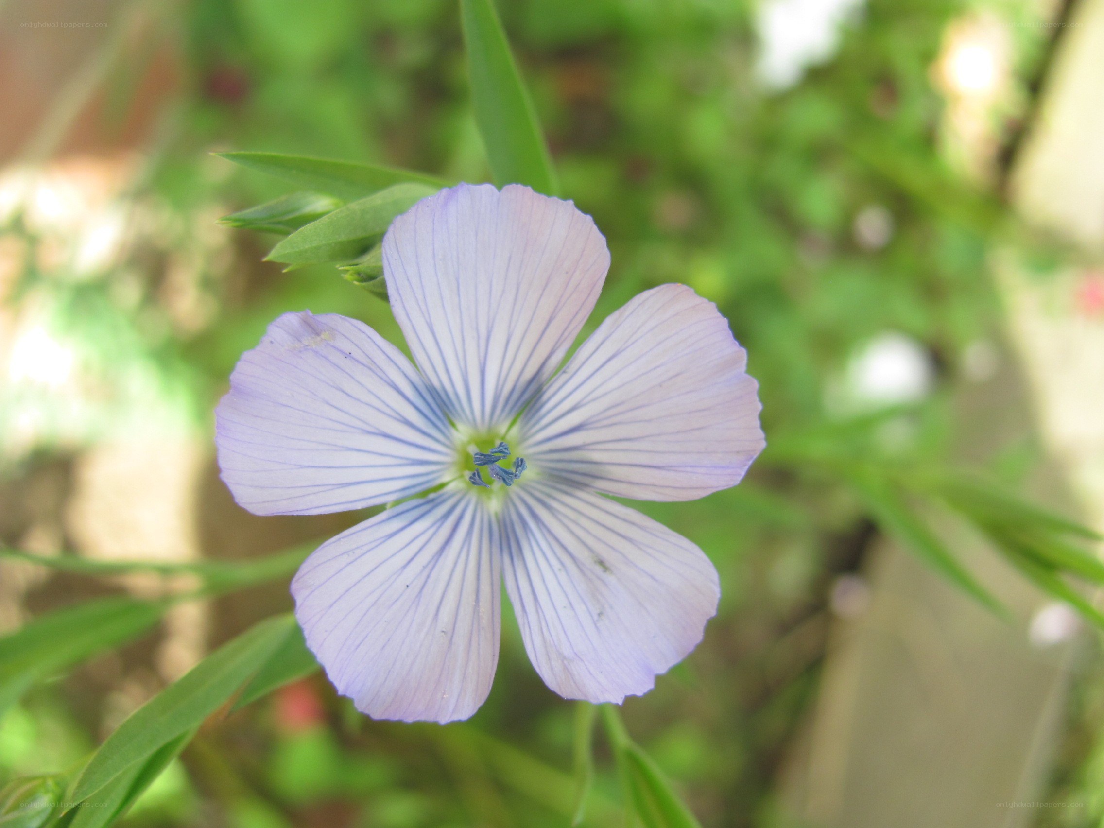 purple flower with blue stripes