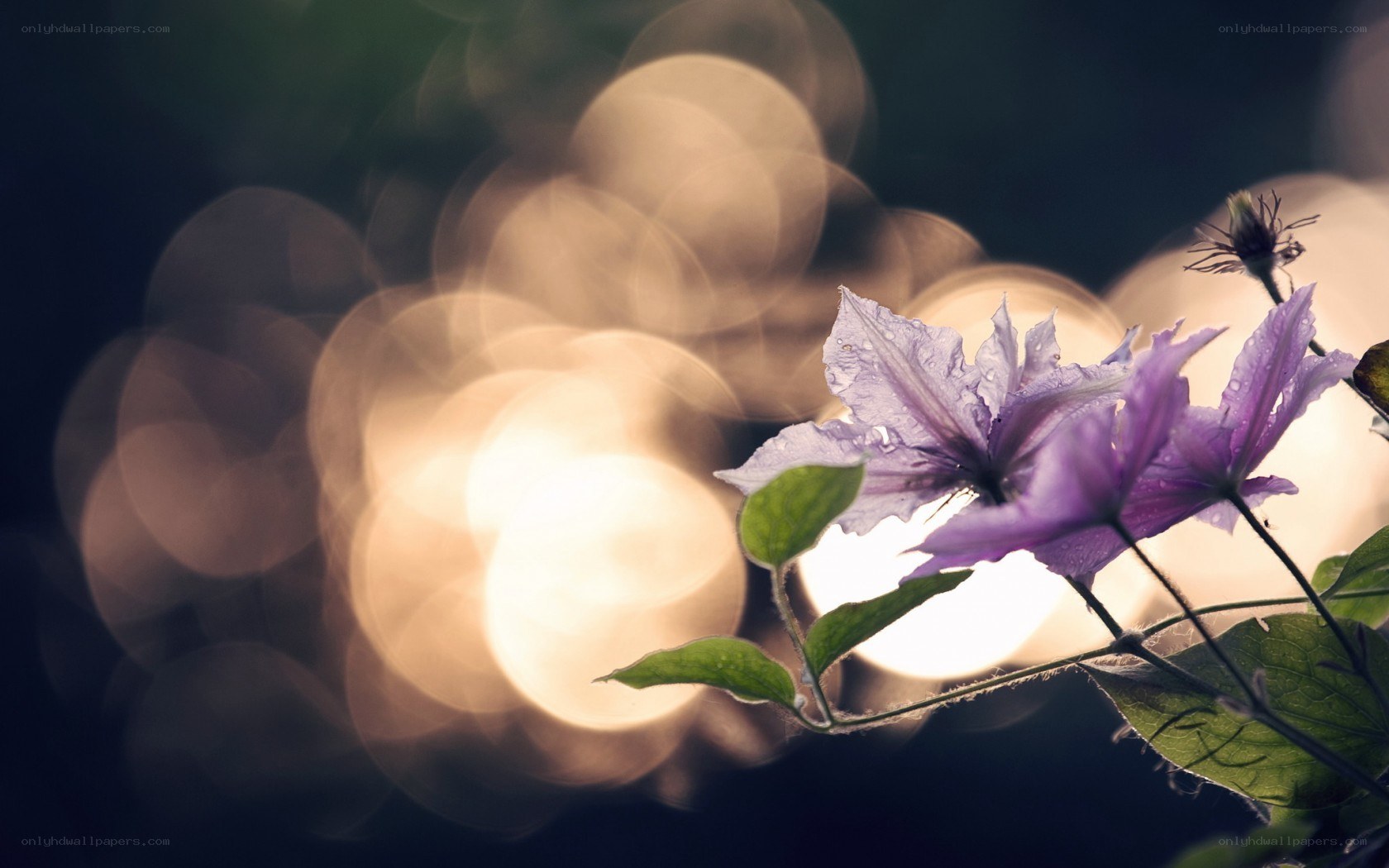 Purple flower with bokeh background