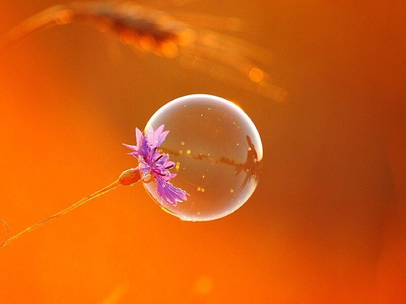 Purple Flower with Bubble