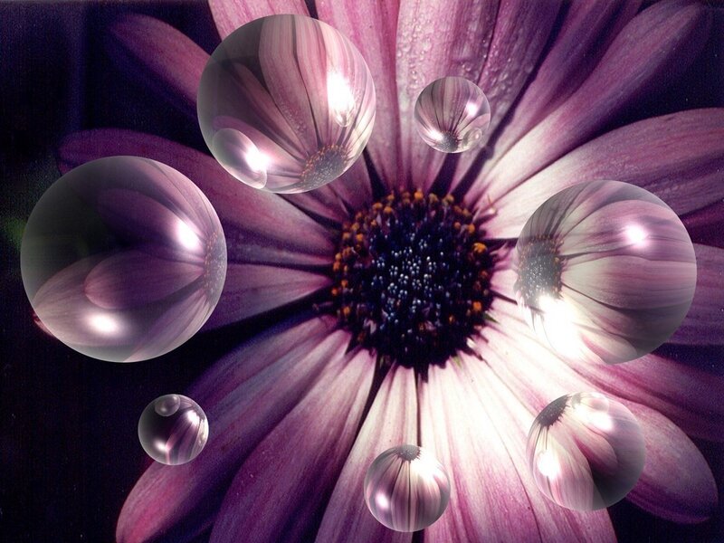 Purple Flower with Bubbles — Dreamy