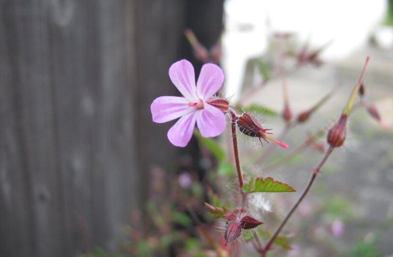 purple flower with buds