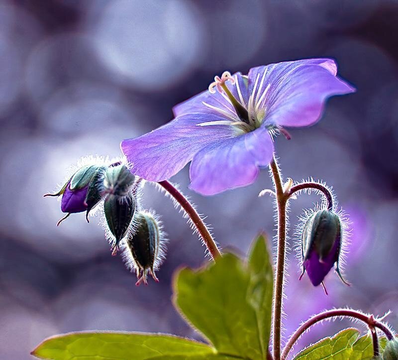 purple flower with buds