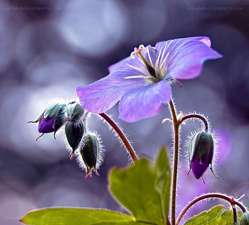 purple flower with buds
