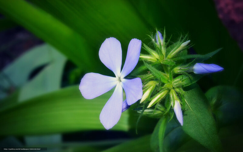 Purple Flower with Buds — Calm, Photograph, Green Leaves