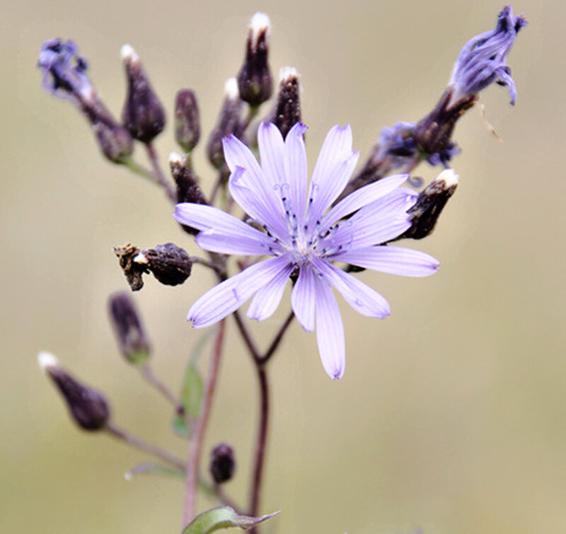 Purple Flower with Buds — Calm, Photograph
